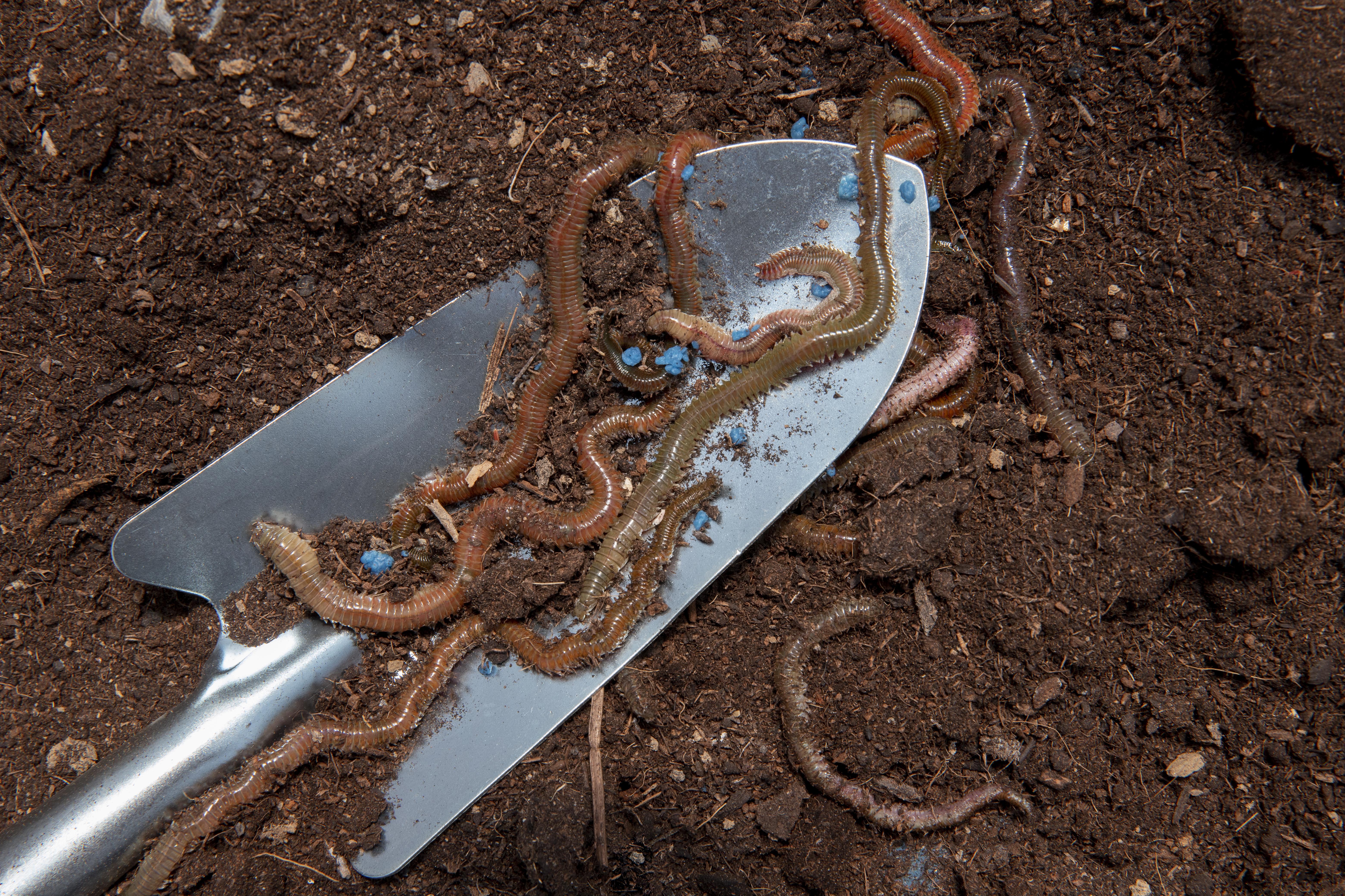 Earthworms & Live Cultures