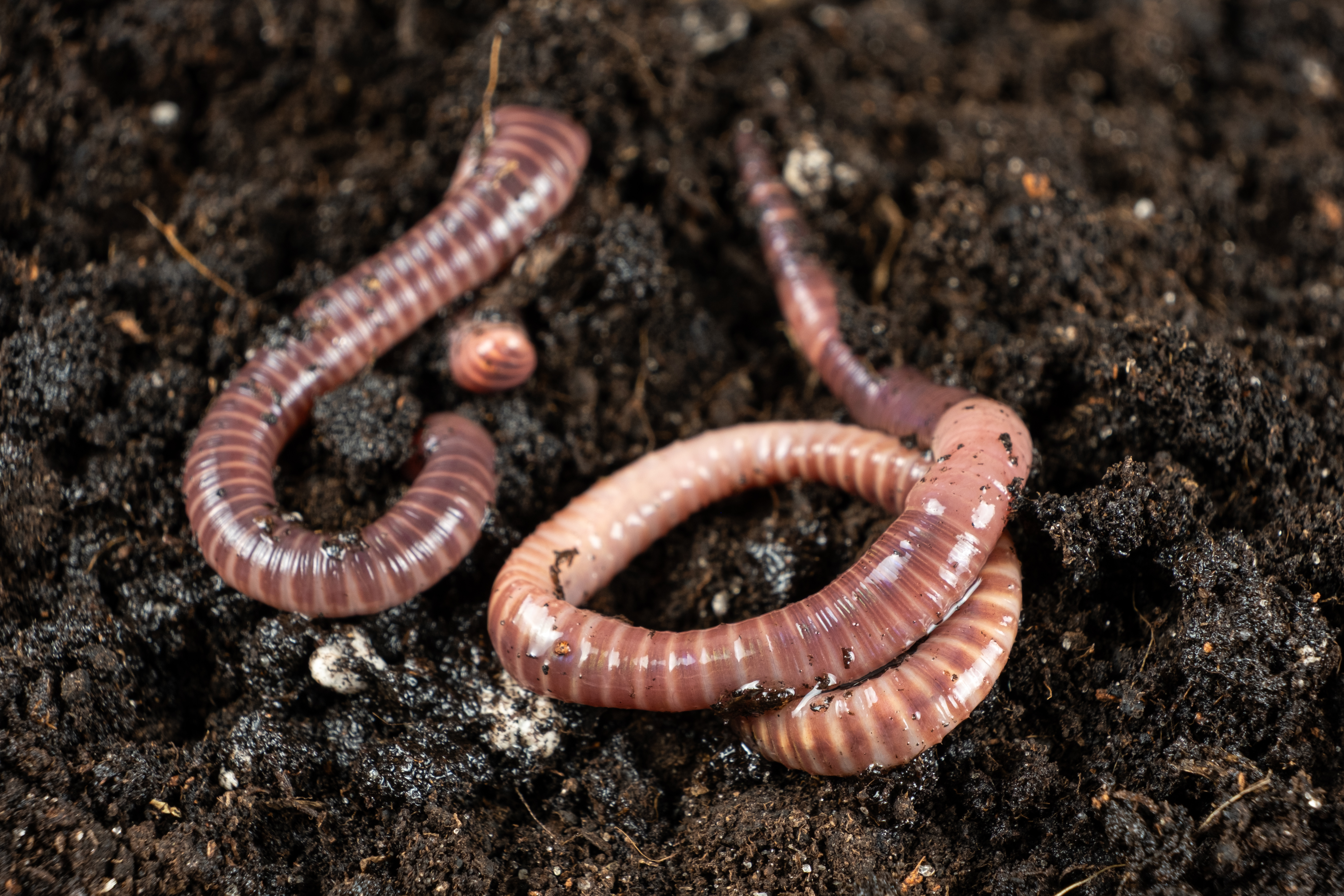 Live Compost Earthworms
